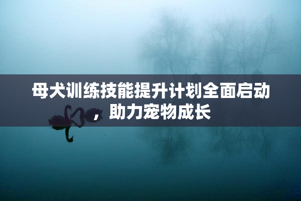 母犬训练技能提升计划全面启动，助力宠物成长