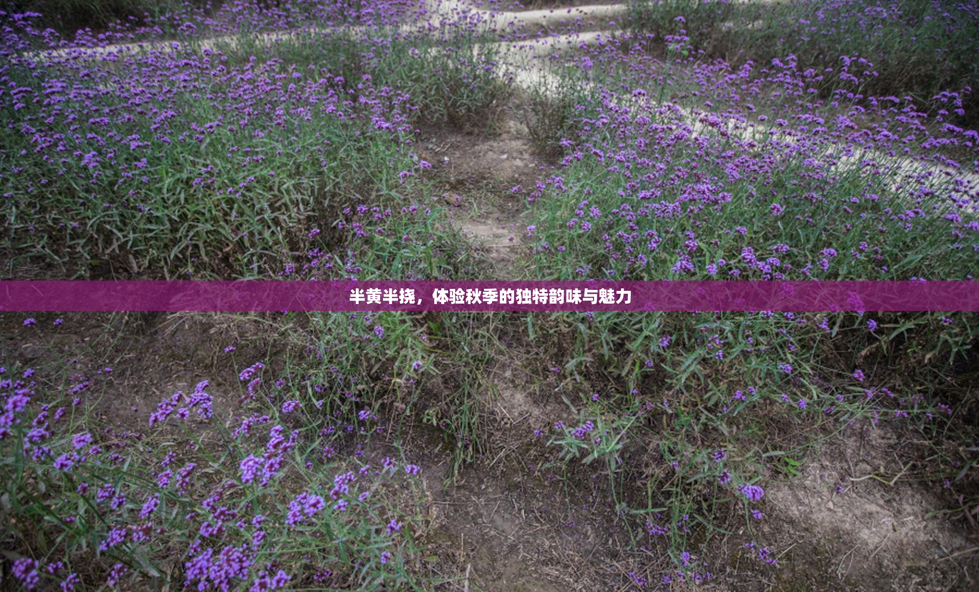 半黄半挠，体验秋季的独特韵味与魅力