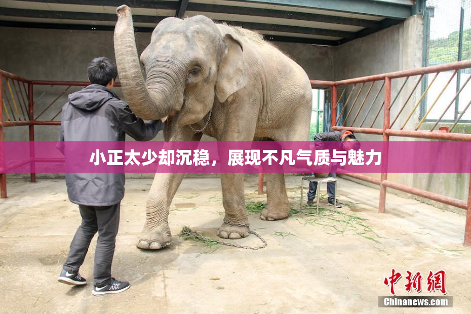 小正太少却沉稳，展现不凡气质与魅力