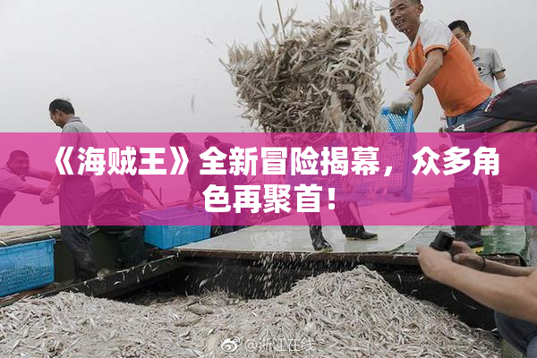 《海贼王》全新冒险揭幕，众多角色再聚首！