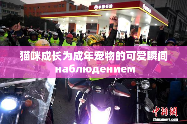 猫咪成长为成年宠物的可爱瞬间 наблюдением