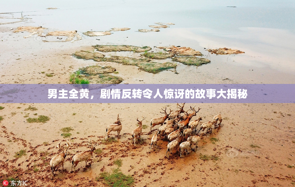 男主全黄，剧情反转令人惊讶的故事大揭秘