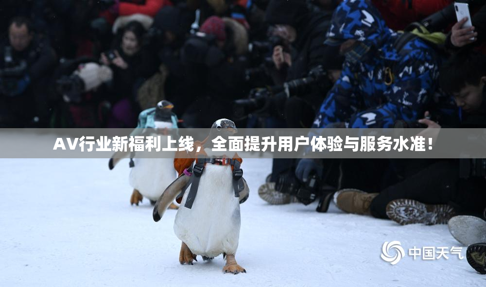 AV行业新福利上线，全面提升用户体验与服务水准！