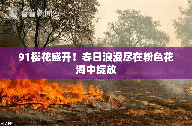 91樱花盛开！春日浪漫尽在粉色花海中绽放