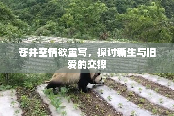苍井空情欲重写，探讨新生与旧爱的交锋