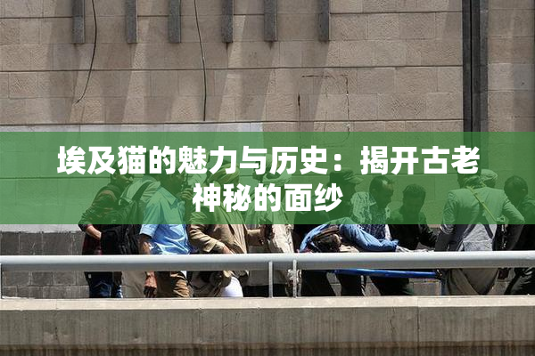 埃及猫的魅力与历史：揭开古老神秘的面纱