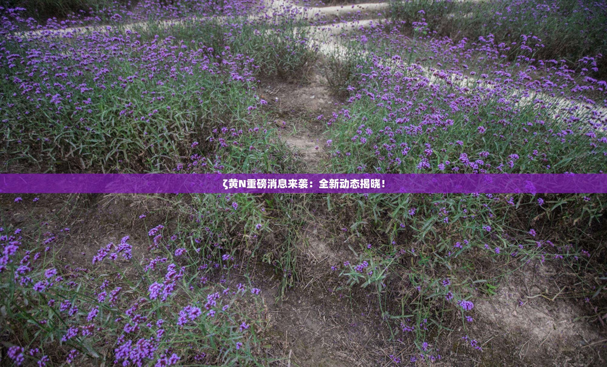 ζ黄Ν重磅消息来袭：全新动态揭晓！