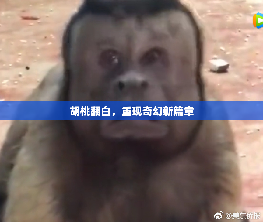 胡桃翻白，重现奇幻新篇章