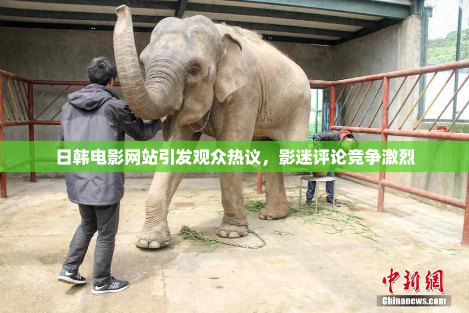 日韩电影网站引发观众热议，影迷评论竞争激烈