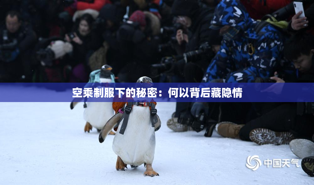 空乘制服下的秘密：何以背后藏隐情