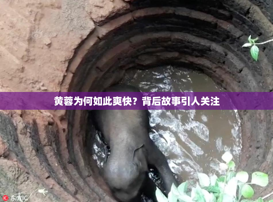 黄蓉为何如此爽快？背后故事引人关注