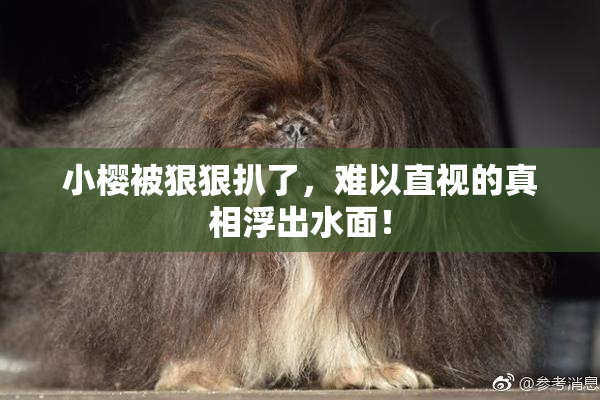 小樱被狠狠扒了，难以直视的真相浮出水面！