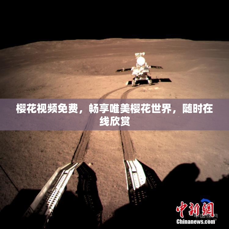 樱花视频免费，畅享唯美樱花世界，随时在线欣赏