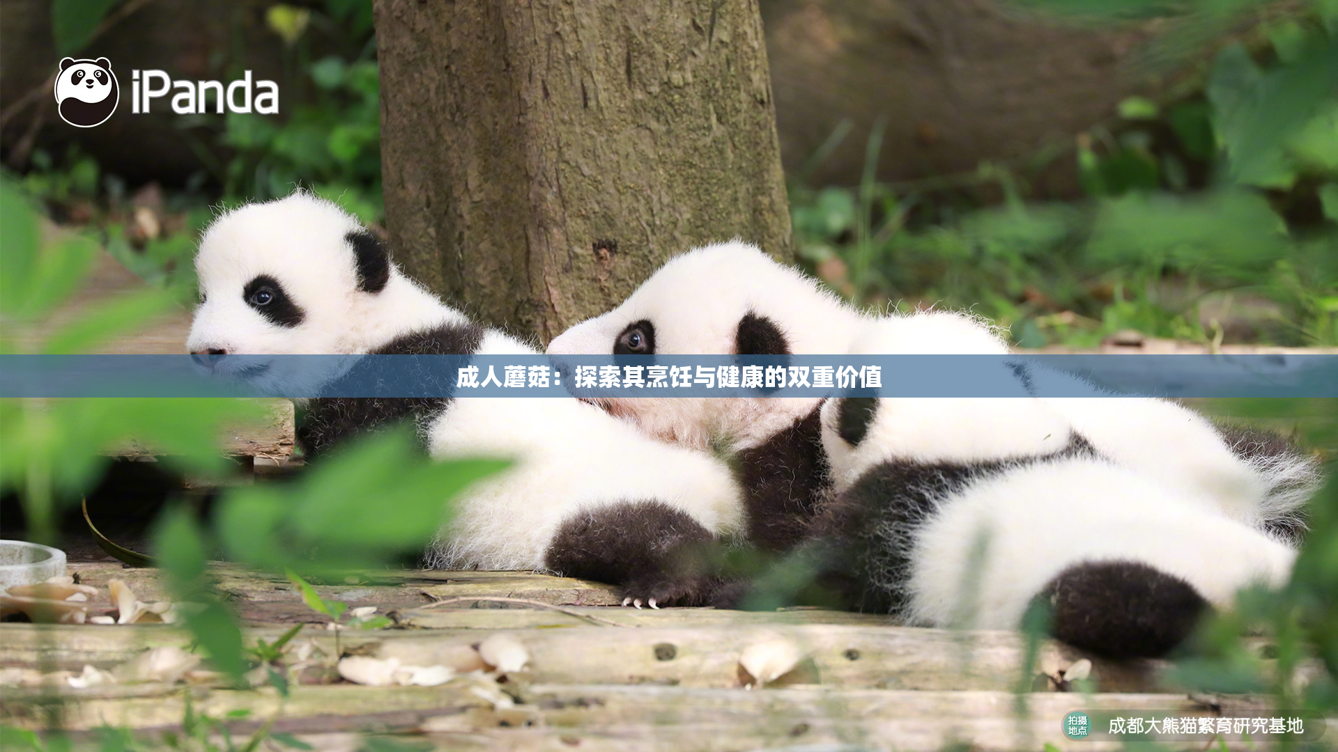 成人蘑菇：探索其烹饪与健康的双重价值