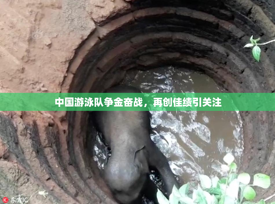 中国游泳队争金奋战，再创佳绩引关注