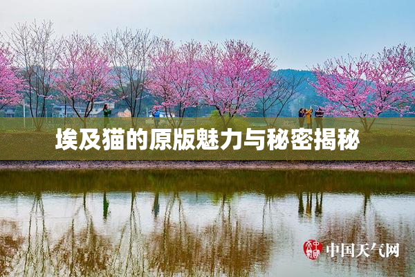 埃及猫的原版魅力与秘密揭秘