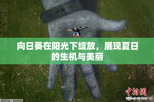 向日葵在阳光下绽放，展现夏日的生机与美丽