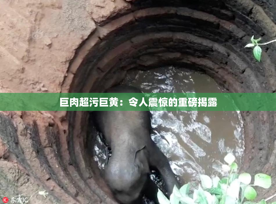巨肉超污巨黄：令人震惊的重磅揭露