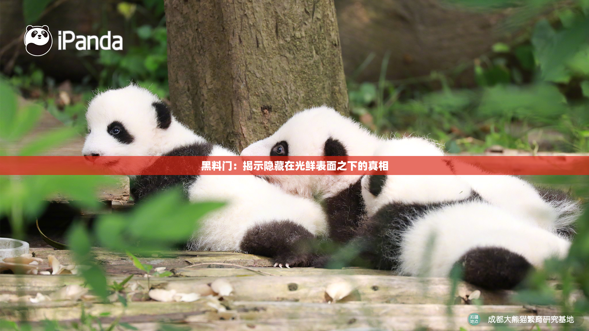 黑料门：揭示隐藏在光鲜表面之下的真相