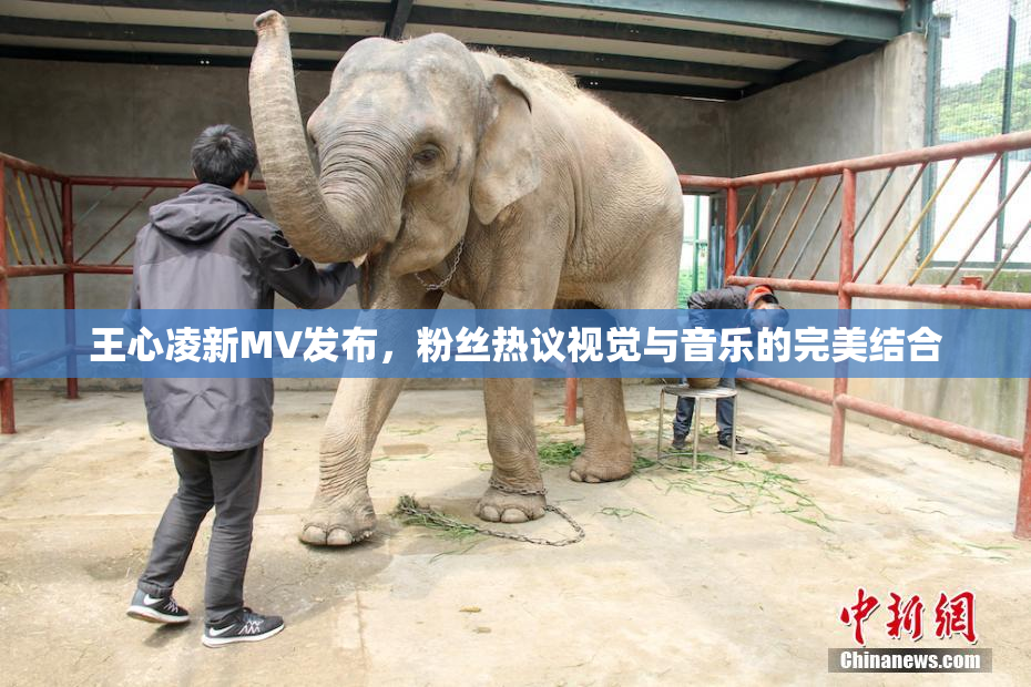 王心凌新MV发布，粉丝热议视觉与音乐的完美结合