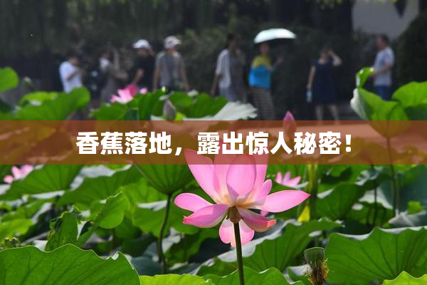 香蕉落地，露出惊人秘密！