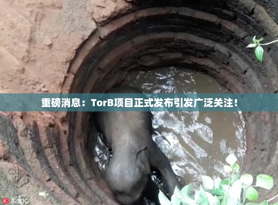 重磅消息：TorB项目正式发布引发广泛关注！