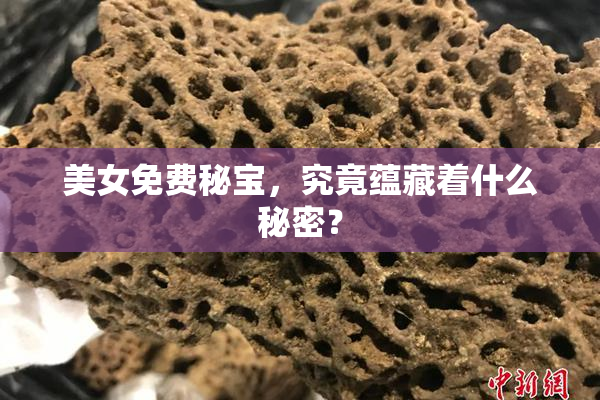 美女免费秘宝，究竟蕴藏着什么秘密？