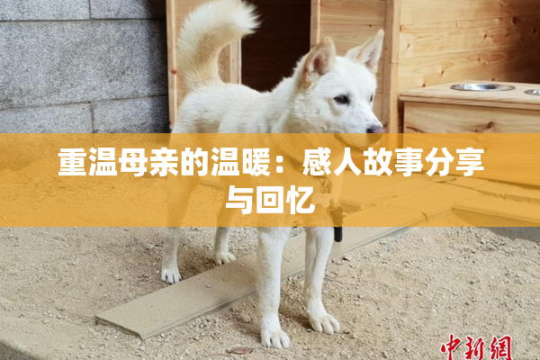 重温母亲的温暖：感人故事分享与回忆