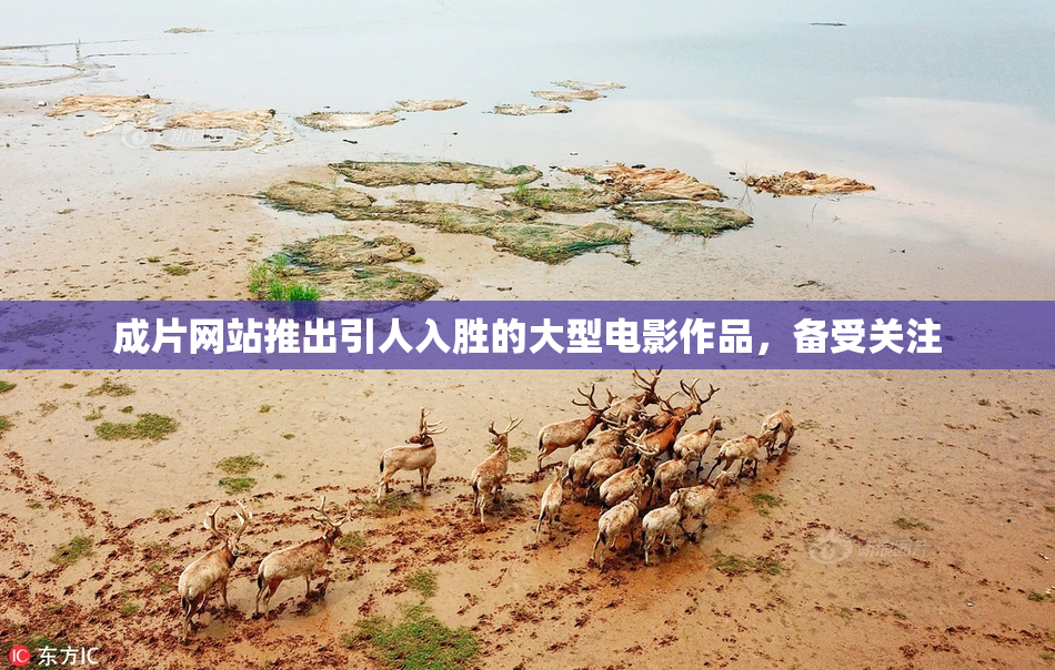 成片网站推出引人入胜的大型电影作品，备受关注