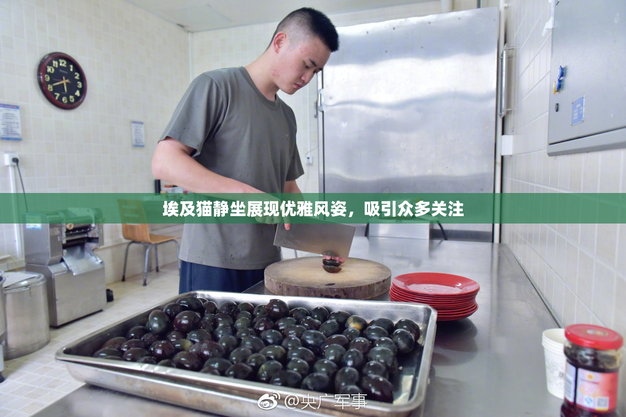埃及猫静坐展现优雅风姿，吸引众多关注