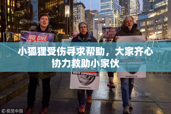 小狐狸受伤寻求帮助，大家齐心协力救助小家伙