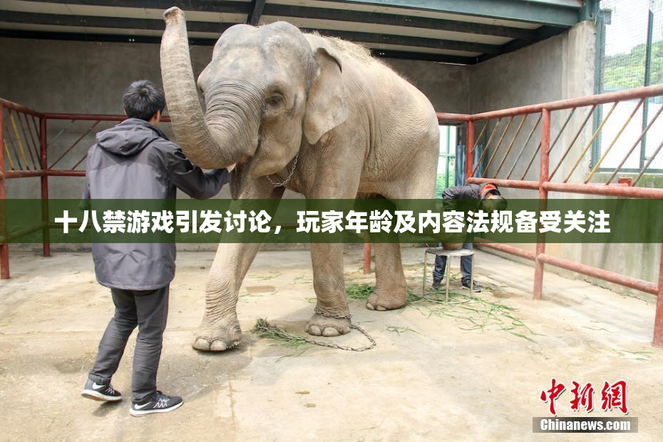 十八禁游戏引发讨论，玩家年龄及内容法规备受关注