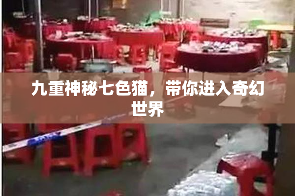 九重神秘七色猫，带你进入奇幻世界