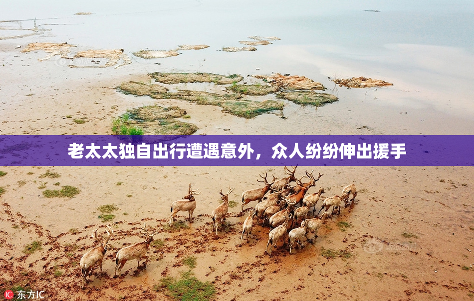 老太太独自出行遭遇意外，众人纷纷伸出援手