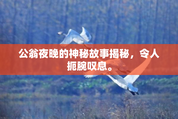 公翁夜晚的神秘故事揭秘，令人扼腕叹息。