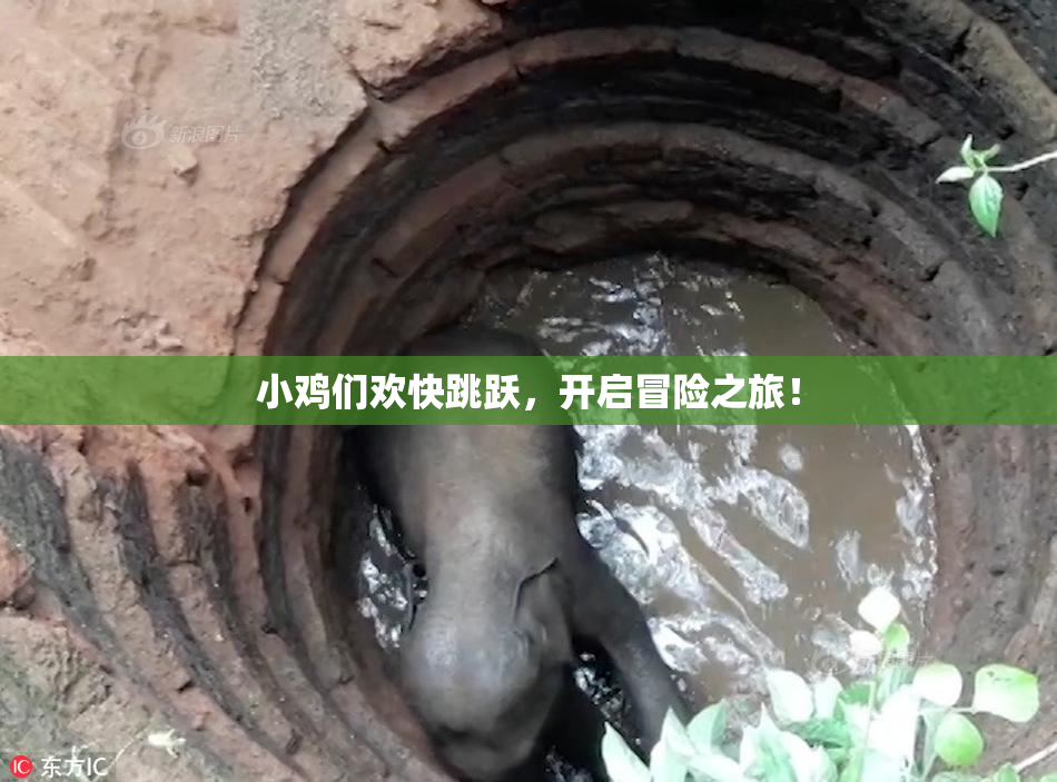 小鸡们欢快跳跃，开启冒险之旅！