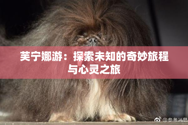 芙宁娜游：探索未知的奇妙旅程与心灵之旅