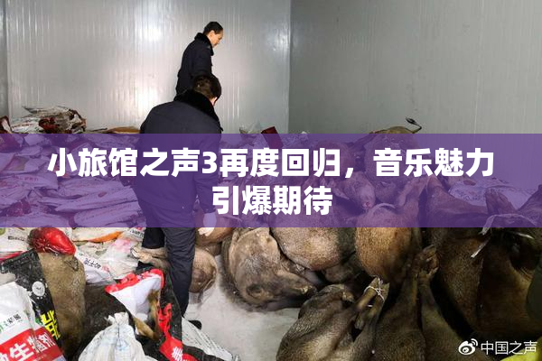 小旅馆之声3再度回归，音乐魅力引爆期待