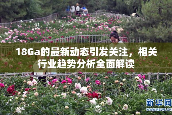18Ga的最新动态引发关注，相关行业趋势分析全面解读