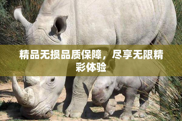 精品无损品质保障，尽享无限精彩体验
