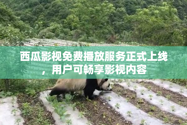 西瓜影视免费播放服务正式上线，用户可畅享影视内容