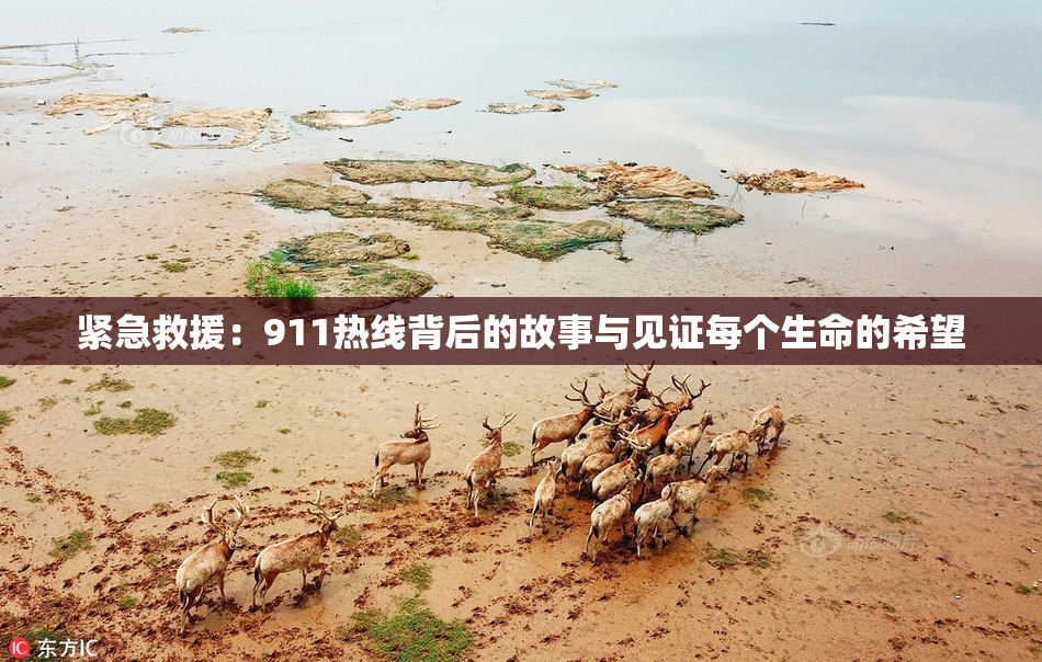紧急救援：911热线背后的故事与见证每个生命的希望