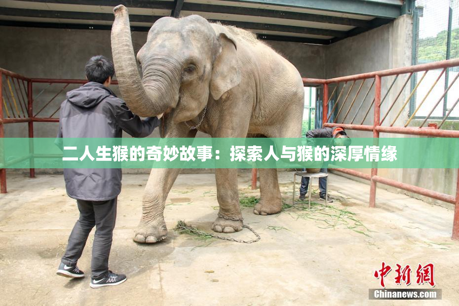 二人生猴的奇妙故事：探索人与猴的深厚情缘