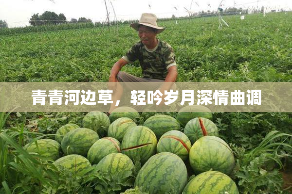青青河边草，轻吟岁月深情曲调