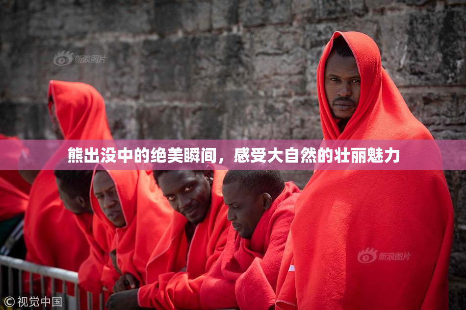 熊出没中的绝美瞬间，感受大自然的壮丽魅力