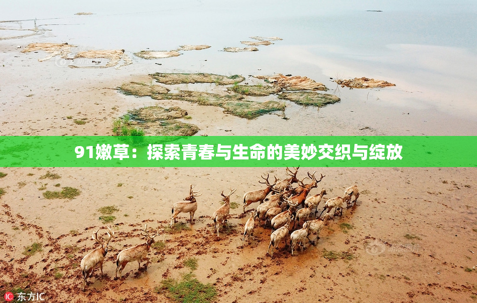 91嫩草：探索青春与生命的美妙交织与绽放