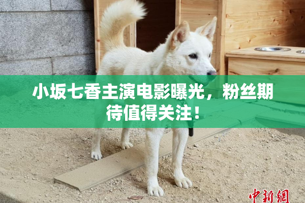 小坂七香主演电影曝光，粉丝期待值得关注！