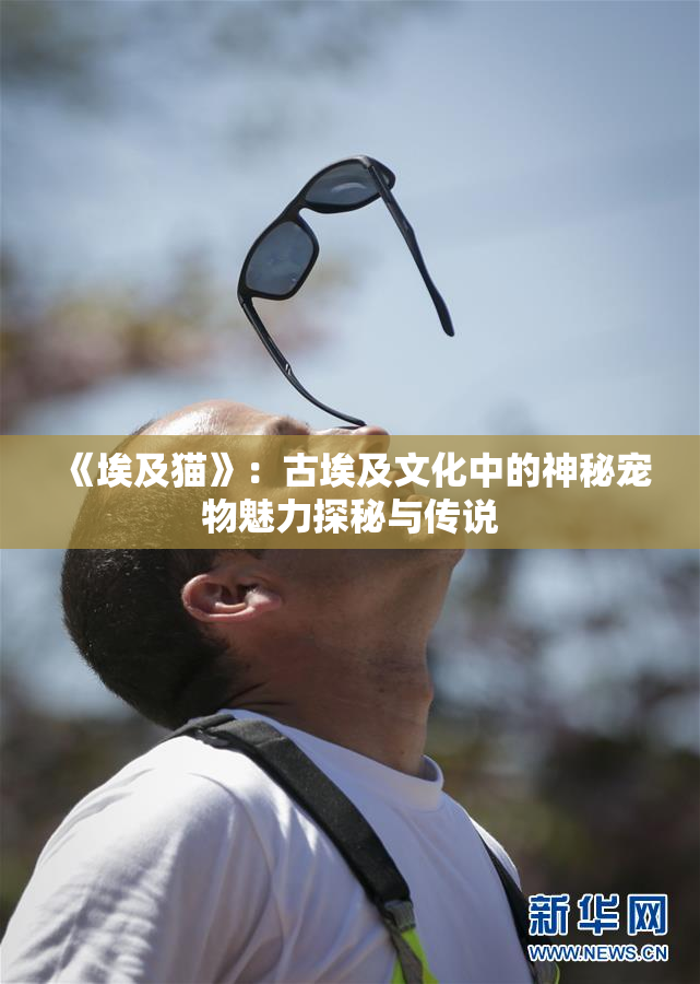 《埃及猫》：古埃及文化中的神秘宠物魅力探秘与传说