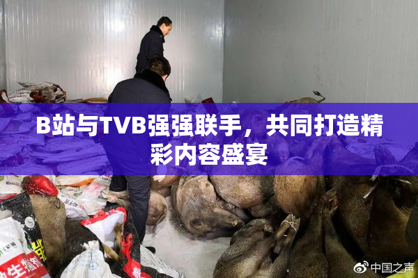 B站与TVB强强联手，共同打造精彩内容盛宴