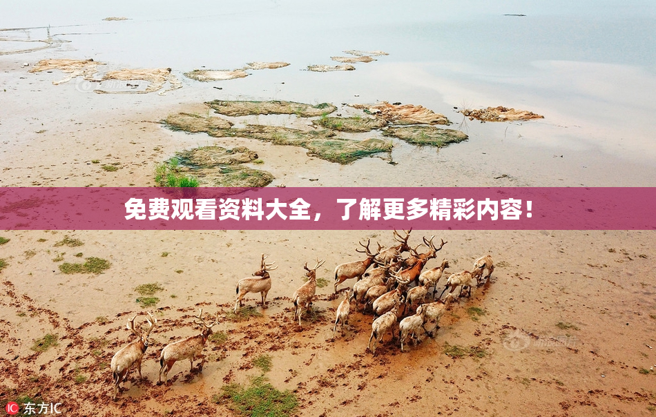 免费观看资料大全，了解更多精彩内容！